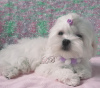 Photo №2 to announcement № 17827 for the sale of maltese dog - buy in Ukraine from nursery