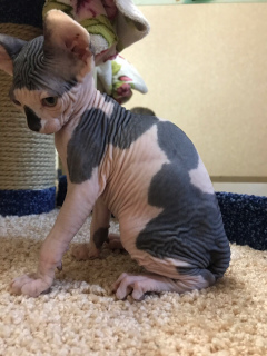 Photo №1. sphynx cat - for sale in the city of Moscow | 246$ | Announcement № 905