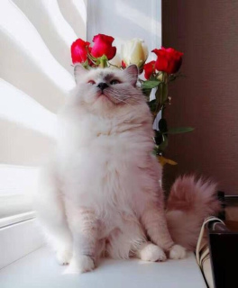 Photo №2 to announcement № 1349 for the sale of ragdoll - buy in Russian Federation private announcement