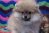 Photo №4. I will sell pomeranian in the city of Москва. breeder - price - 391$