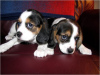 Photo №1. beagle - for sale in the city of Helsinki | 400$ | Announcement № 56467