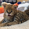 Photo №3. Newborn Serval cat for sale and savannah cat for adoption. United Kingdom