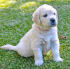 Photo №2 to announcement № 99507 for the sale of golden retriever - buy in Germany private announcement