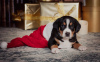 Photo №1. bernese mountain dog - for sale in the city of Озёрск | 1144$ | Announcement № 30255