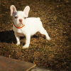 Additional photos: French Bulldog puppies for sale.