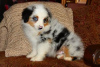 Photo №1. poodle (royal) - for sale in the city of Arlington | 500$ | Announcement № 125527