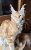 Photo №2 to announcement № 105558 for the sale of maine coon - buy in Germany breeder