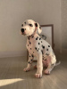 Photo №1. dalmatian dog - for sale in the city of Rome | 400$ | Announcement № 26434