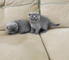 Photo №1. scottish fold - for sale in the city of Four Corners | 250$ | Announcement № 96239