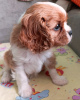 Photo №2 to announcement № 69410 for the sale of cavalier king charles spaniel - buy in Russian Federation breeder