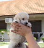 Additional photos: Toy Poodle puppies