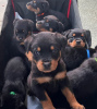 Photo №1. rottweiler - for sale in the city of Гамбург | negotiated | Announcement № 124981