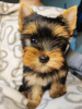 Photo №4. I will sell yorkshire terrier in the city of Zrenjanin. breeder - price - negotiated