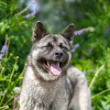 Photo №3. Incredible dog Nori is looking for a home!. Russian Federation