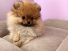 Photo №4. I will sell pomeranian in the city of Kiev. from nursery - price - 1400$