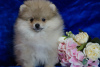 Photo №1. pomeranian - for sale in the city of Москва | 469$ | Announcement № 35342