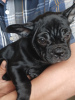 Photo №2 to announcement № 69493 for the sale of french bulldog - buy in Belarus private announcement