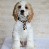 Photo №1. american cocker spaniel - for sale in the city of Berlin | 528$ | Announcement № 113696