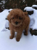 Photo №2 to announcement № 94698 for the sale of poodle (toy) - buy in Serbia breeder