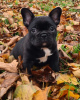 Photo №2 to announcement № 32412 for the sale of french bulldog - buy in Germany private announcement