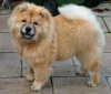 Photo №3. chow chow puppies for adoption. Germany