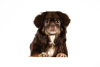 Photo №2 to announcement № 105368 for the sale of tibetan spaniel - buy in Germany breeder