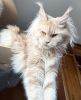 Photo №2 to announcement № 102669 for the sale of maine coon - buy in Germany 