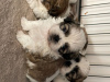 Photo №3. Stunning Litter Of Shih Tzu Puppies. Germany