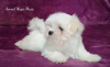 Photo №4. I will sell maltese dog in the city of Долинская. from nursery - price - negotiated