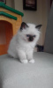 Photo №1. birman - for sale in the city of Золинген | Is free | Announcement № 106380