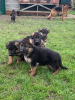 Photo №1. german shepherd - for sale in the city of Montreux | 591$ | Announcement № 13365