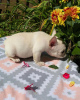 Photo №4. I will sell french bulldog in the city of Вашингтон.  - price - 400$