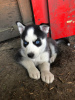 Photo №3. Vaccinated Siberian Husky puppies with Pedigree for sale. Germany