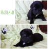 Photo №2 to announcement № 11960 for the sale of cane corso - buy in Russian Federation breeder