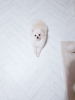 Photo №3. Pedigree Pomeranian Female Family Pet or for Breeding. Poland