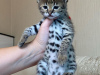 Photo №2 to announcement № 124030 for the sale of savannah cat - buy in Cyprus private announcement