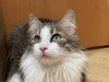 Additional photos: A wonderful young cat, kitten Lisa, is looking for a home and a loving family!