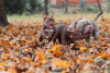 Additional photos: Azura american pocket bully