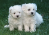 Photo №1. bichon frise - for sale in the city of Prague | negotiated | Announcement № 96388