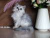 Photo №2 to announcement № 43861 for the sale of selkirk rex longhair - buy in Russian Federation private announcement, from nursery, breeder