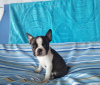 Additional photos: Boston Terrier