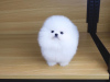 Photo №1. pomeranian - for sale in the city of Франкфурт-на-Майне | 423$ | Announcement № 104068