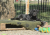 Photo №1. cane corso - for sale in the city of Москва | negotiated | Announcement № 23881