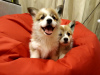 Photo №1. welsh corgi - for sale in the city of Grodno | 783$ | Announcement № 18070