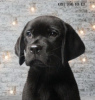 Photo №1. labrador retriever - for sale in the city of Dnipro | 265$ | Announcement № 85479