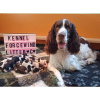 Photo №2 to announcement № 17357 for the sale of english springer spaniel - buy in Bulgaria breeder
