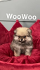 Photo №2 to announcement № 27705 for the sale of pomeranian - buy in Ireland 