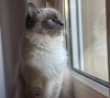 Photo №2 to announcement № 109751 for the sale of birman - buy in Germany private announcement, breeder