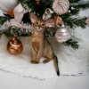 Photo №1. abyssinian cat - for sale in the city of Minsk | 566$ | Announcement № 86091