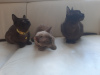 Photo №1. burmese cat - for sale in the city of Амстердам | 951$ | Announcement № 40415